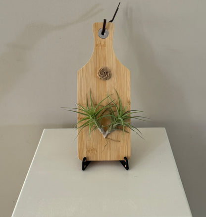 Airplant and rosette