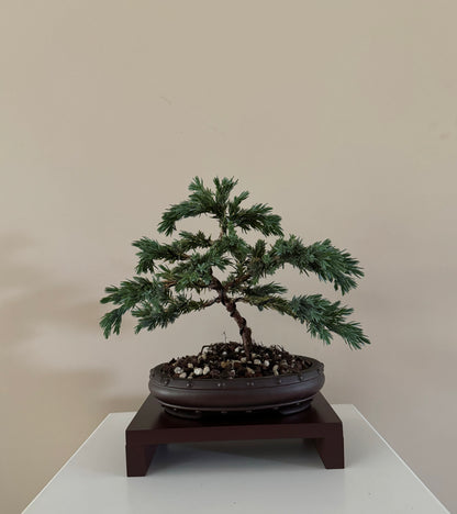 Juniperus Squamata Blue Star