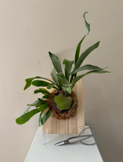 Board Mounted Staghorn (Large) in Kokedama Style #L1