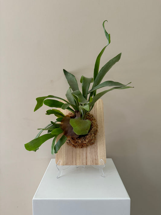 Board Mounted Staghorn (Large) in Kokedama Style #L1