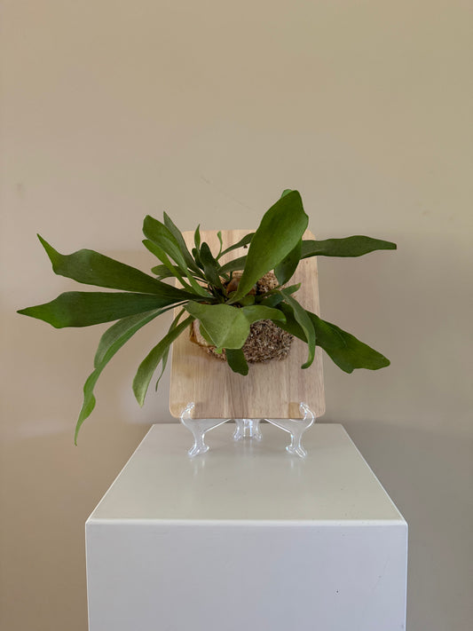 Board Mounted Staghorn (Large) in Kokedama Style #L2