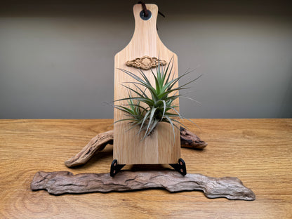 Airplant and diamond