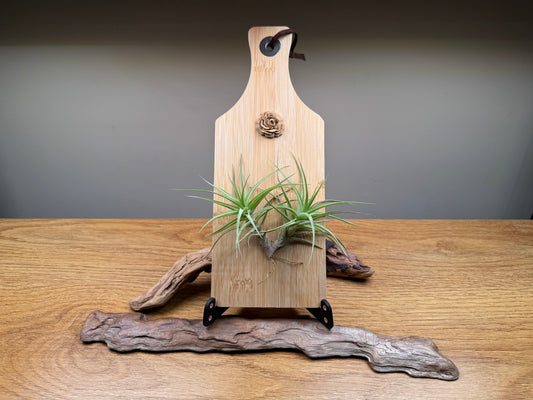 Airplant and rosette