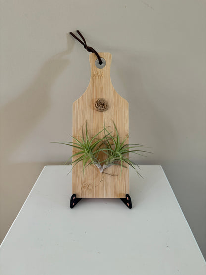 Airplant and rosette