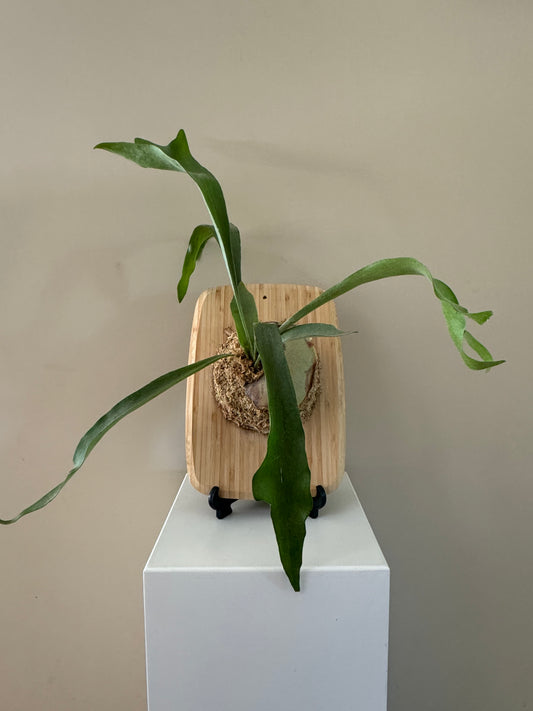 Extra Large Board Mounted Staghorn in Kokedama Style