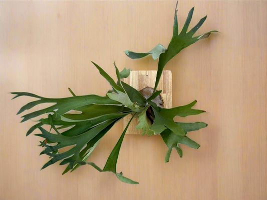 XL Board Mounted Staghorn (Huge) in Kokedama Style #XL1