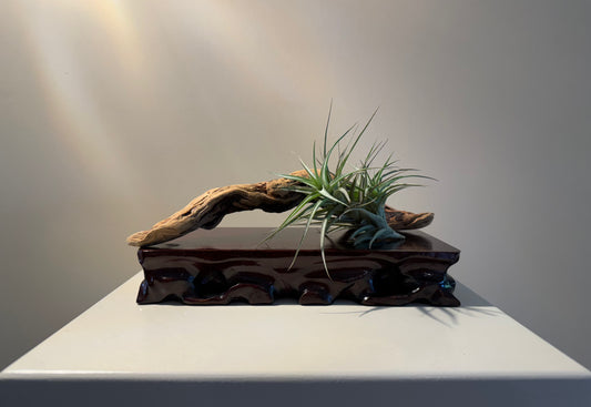 Driftwood and Airplant in Repose