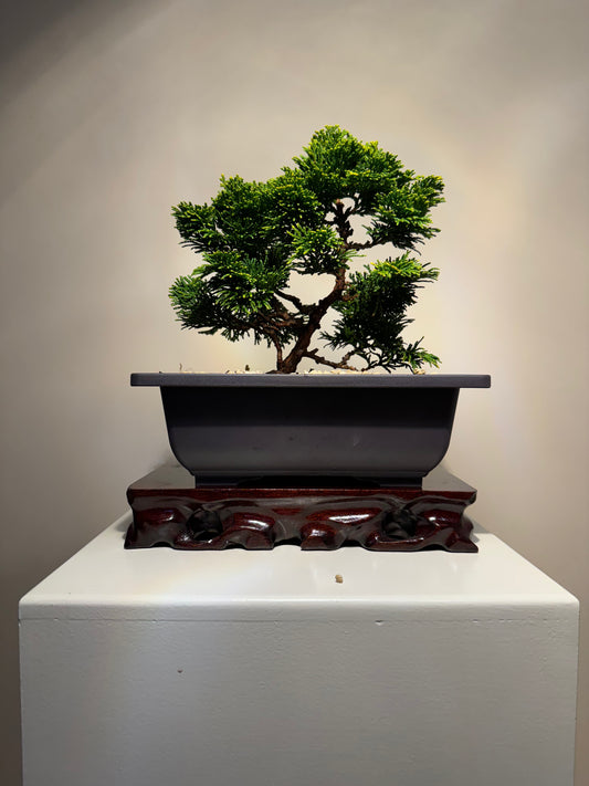 Hinoki Cypres Bonsai