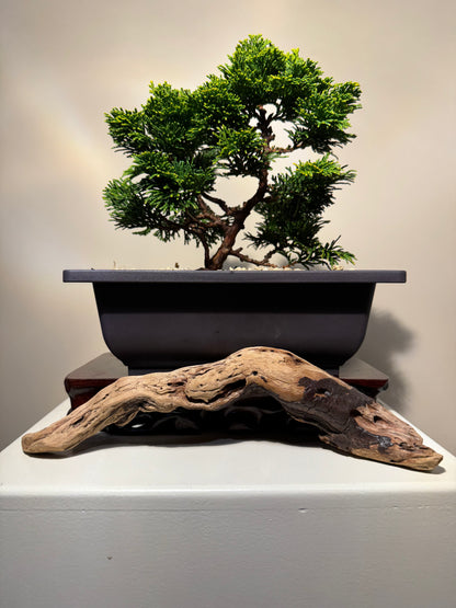 Hinoki Cypres Bonsai