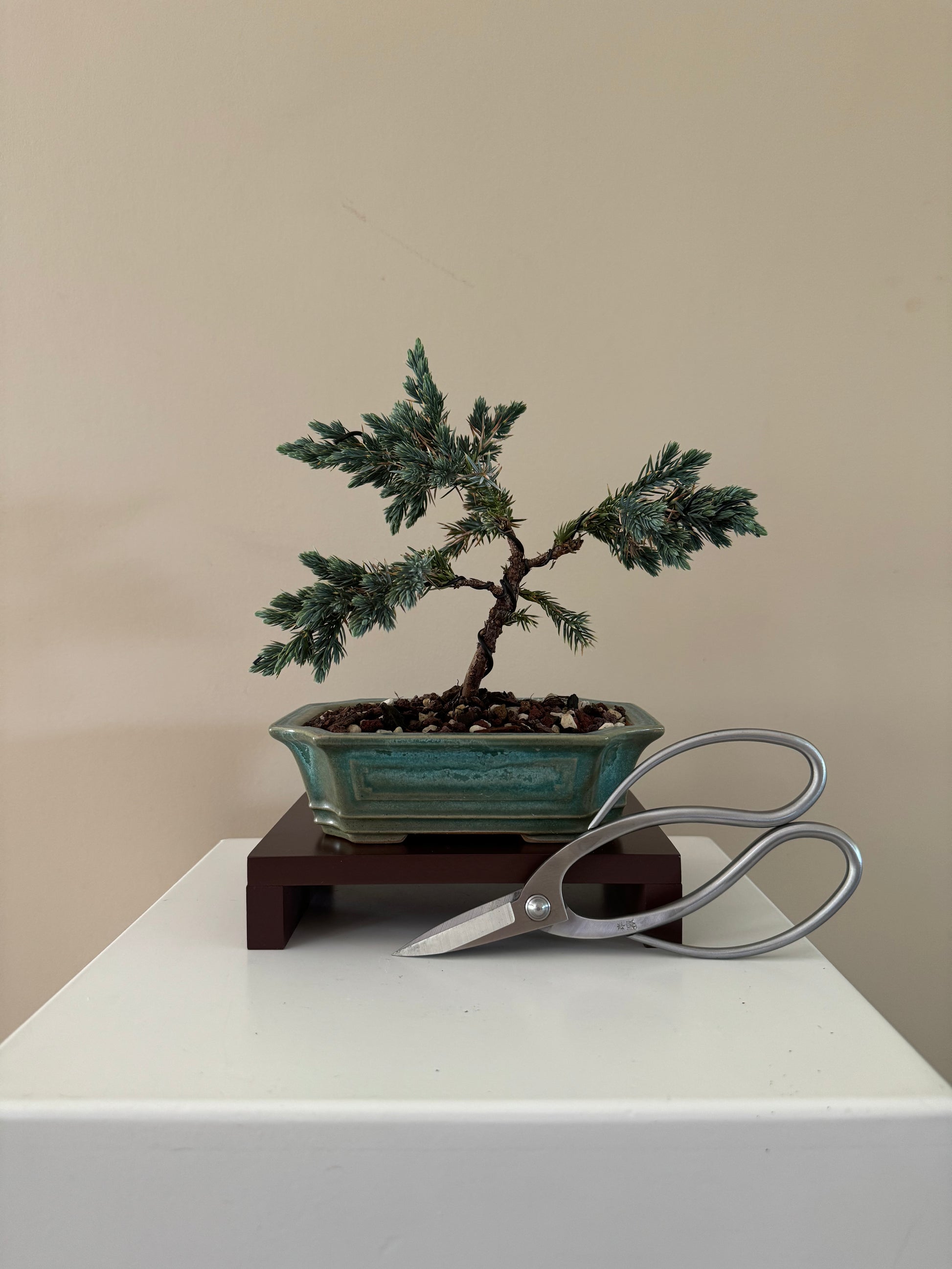 Blue Star Bonsai (Pinus thunbergii 'Aurora') with silvery-blue needles, perfect for bonsai enthusiasts and collectors