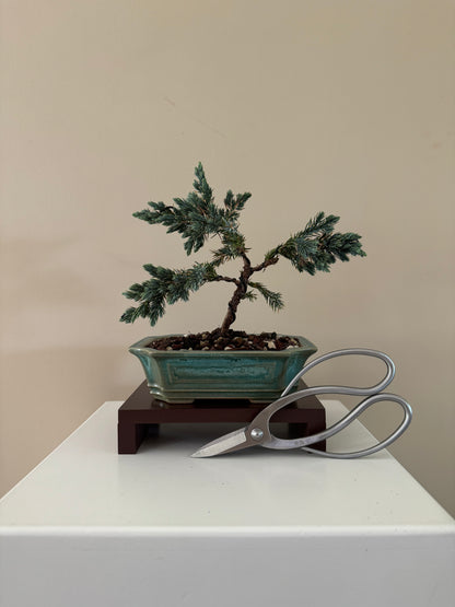 Blue Star Bonsai (Pinus thunbergii 'Aurora') with silvery-blue needles, perfect for bonsai enthusiasts and collectors