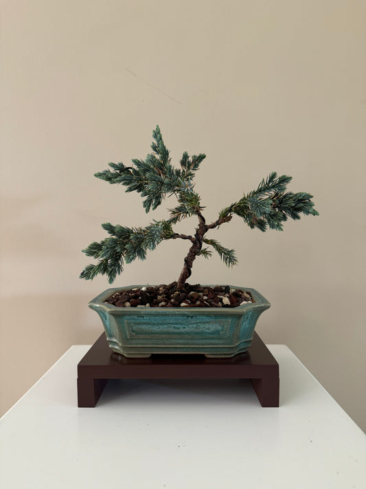 Compact Blue Star Bonsai (Pinus thunbergii 'Aurora') with striking blue-green needles, ideal for small spaces and bonsai collectors