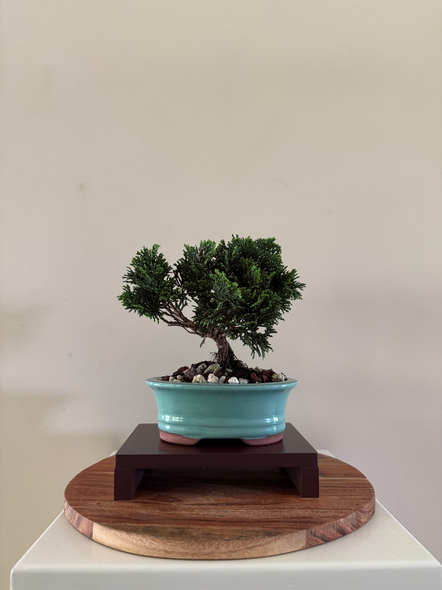 Chamaecyparis Obtusa Nana 1 Bonsai