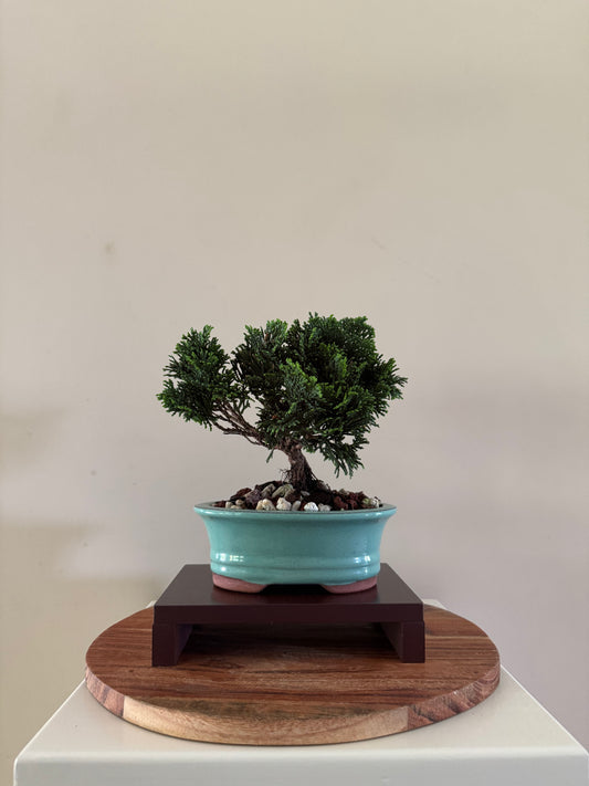 Chamaecyparis Obtusa Nana 1 Bonsai