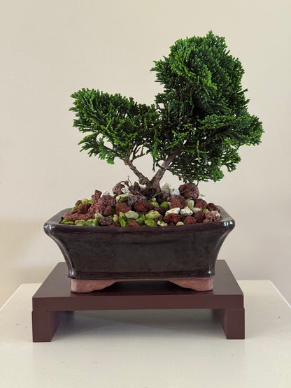 Chamaecyparis Obtusa Nana Confucius 1 bonsai