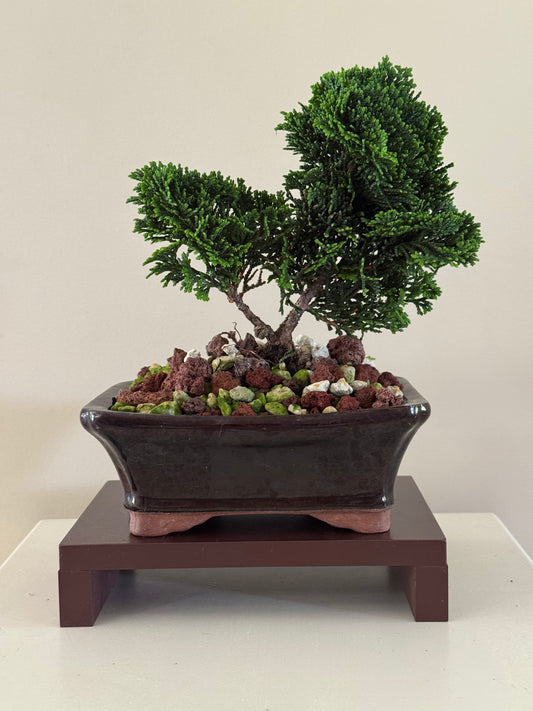 Chamaecyparis Obtusa Nana Confucius 1 bonsai