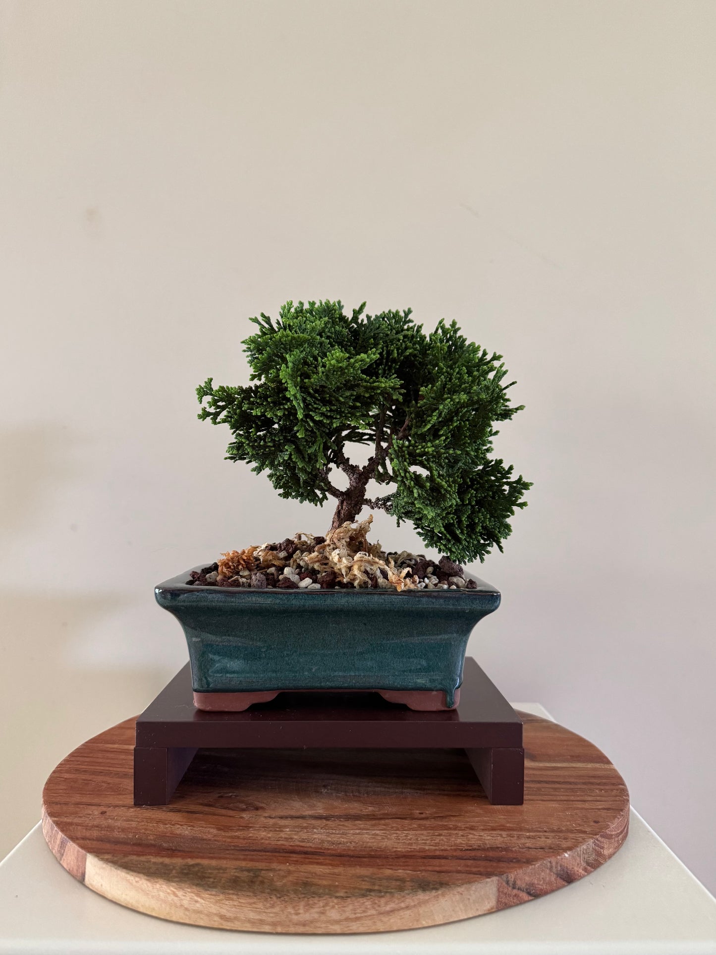 Chamaecyparis Obtusa Nana 2 Bonsai