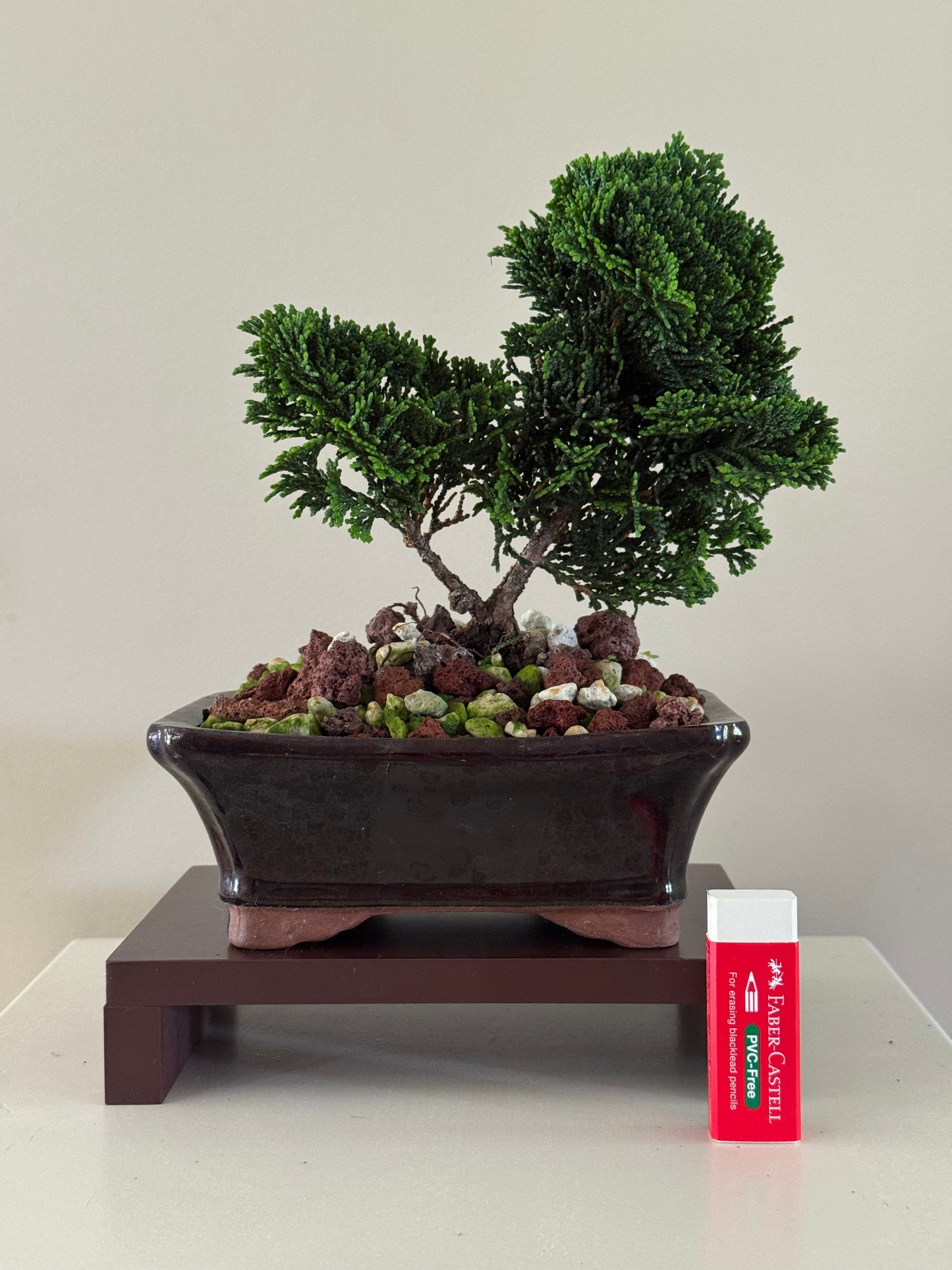Chamaecyparis Obtusa Nana Confucius 1 bonsai
