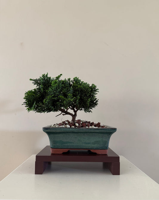 Chamaecyparis Obtusa Nana 5