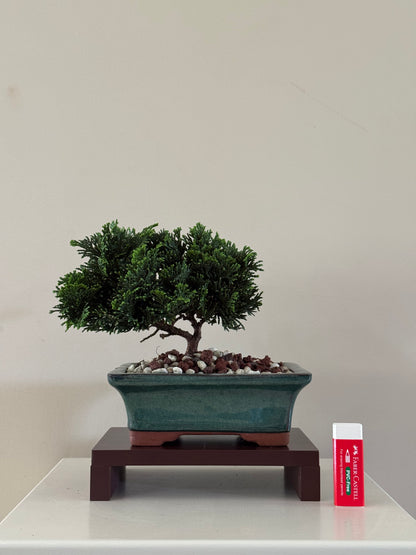 Chamaecyparis Obtusa Nana 5