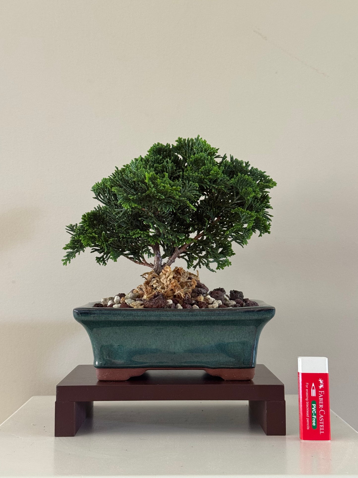 Chamaecyparis Obtusa Nana 4 Bonsai