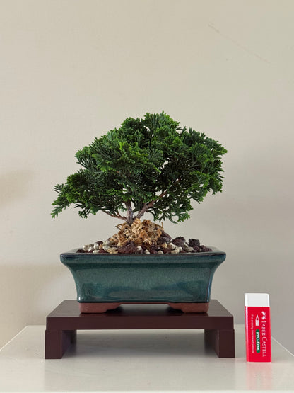 Chamaecyparis Obtusa Nana 4 Bonsai