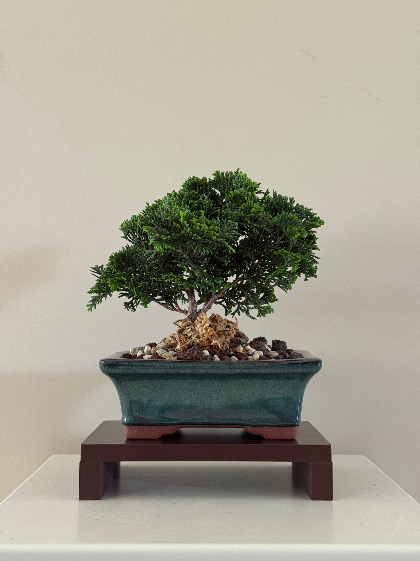 Chamaecyparis Obtusa Nana 4 Bonsai