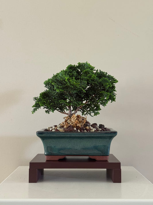 Chamaecyparis Obtusa Nana 4 Bonsai