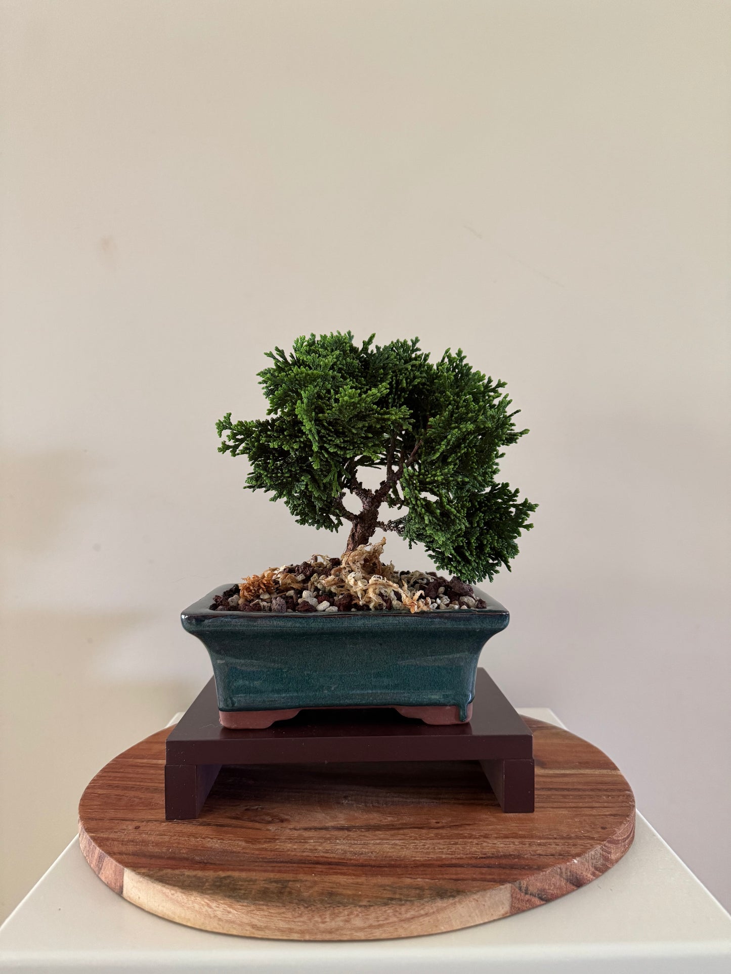 Chamaecyparis Obtusa Nana 2 Bonsai