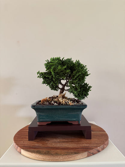 Chamaecyparis Obtusa Nana 2 Bonsai