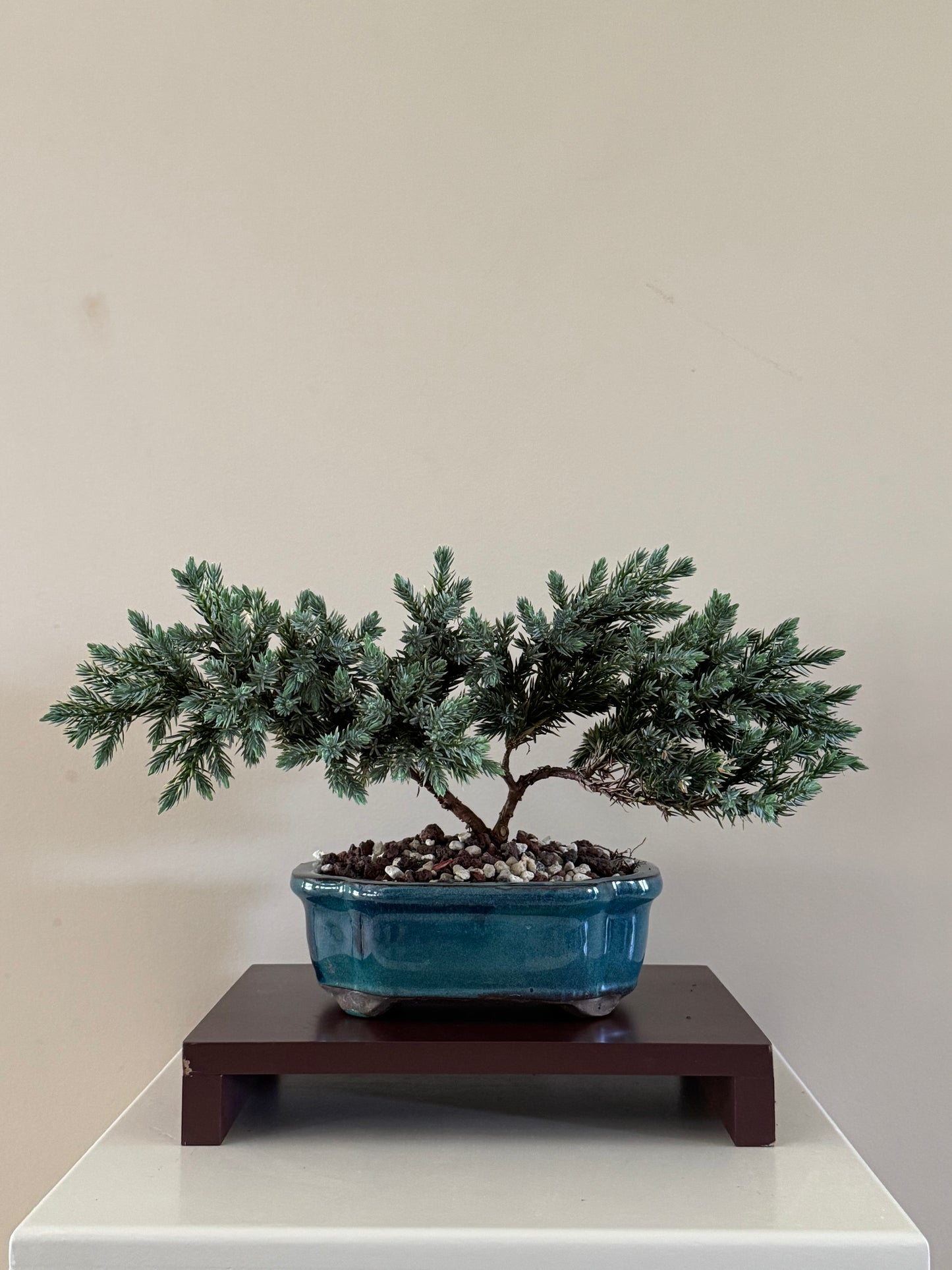 Juneperus blue star 2 bonsai