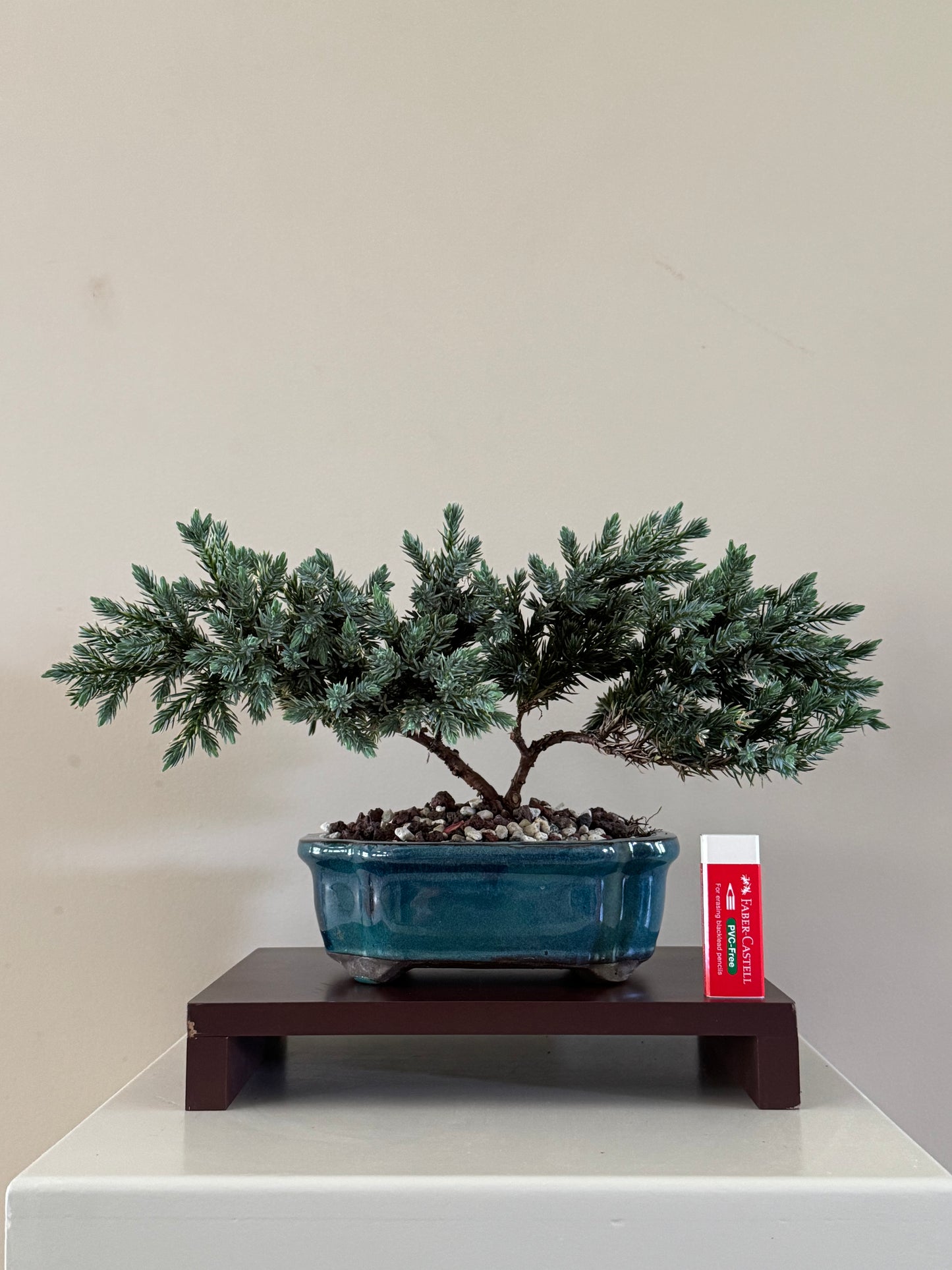 Juneperus blue star 2 bonsai