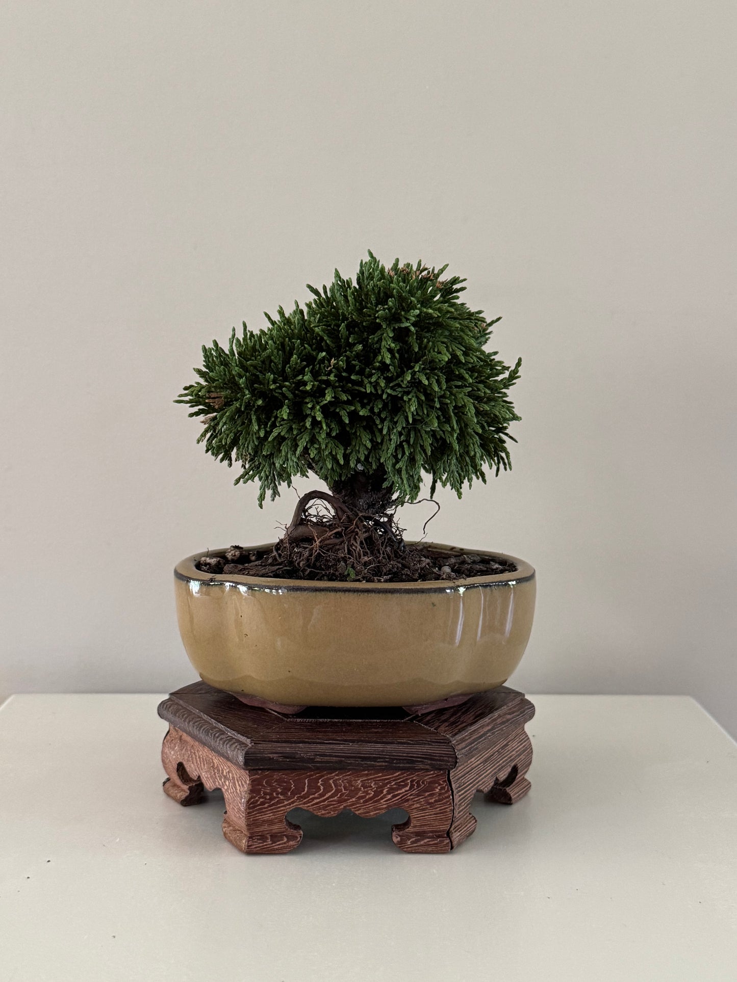 Chaemaeparus Lawson Green Globe bonsai