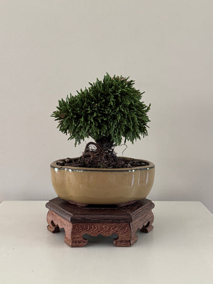 Chaemaeparus Lawson Green Globe bonsai