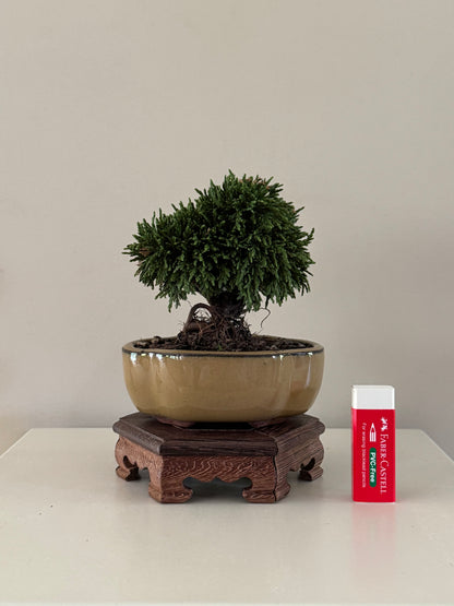Chaemaeparus Lawson Green Globe bonsai