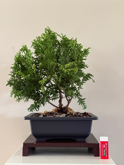 Chamaecyparis Pisifera Nana Bonsai