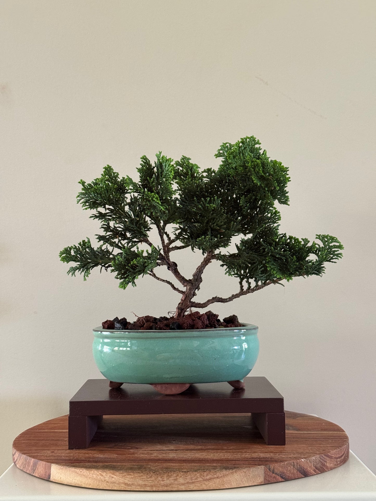 Chamaecyparis Obtusa Nana 3 Bonsai