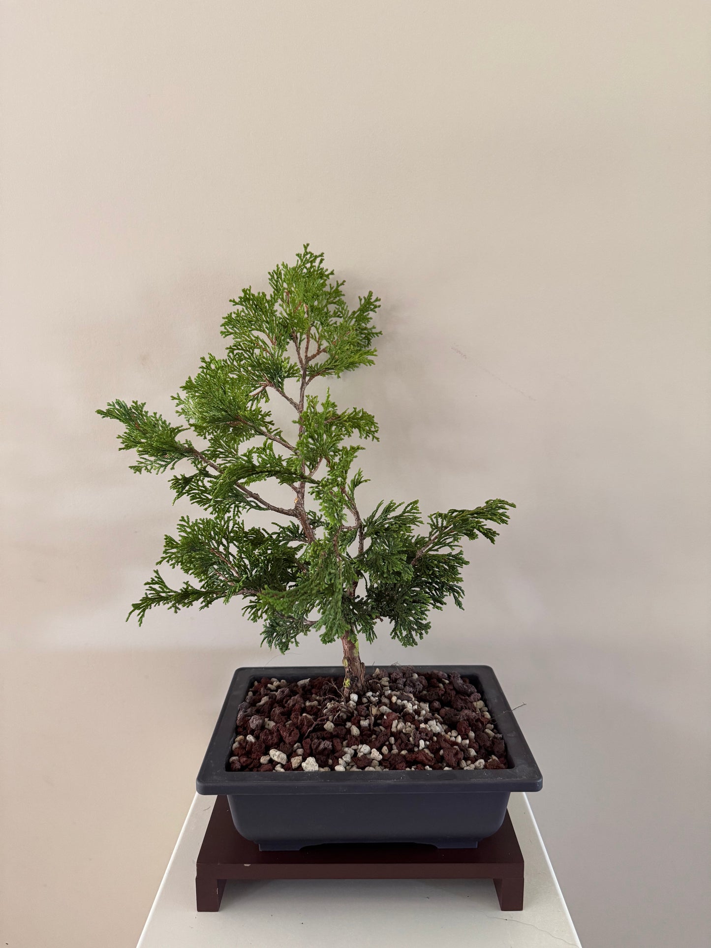 Chamaecyparis Obtusa Pygmea 1