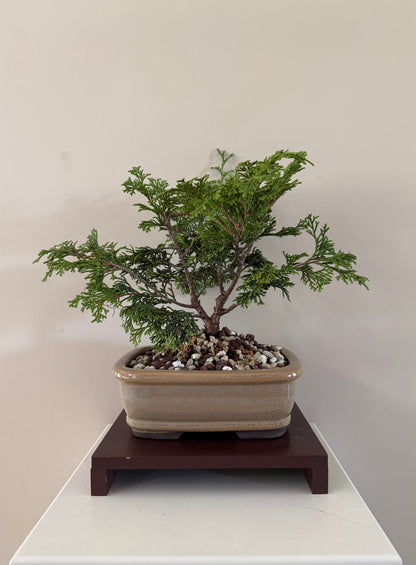 Chymaeparis obtusa pygmea 2