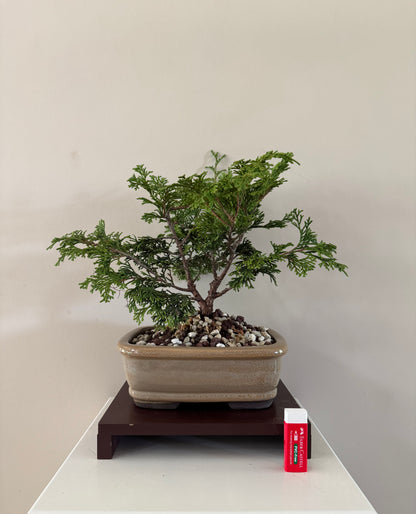 Chymaeparis obtusa pygmea 2