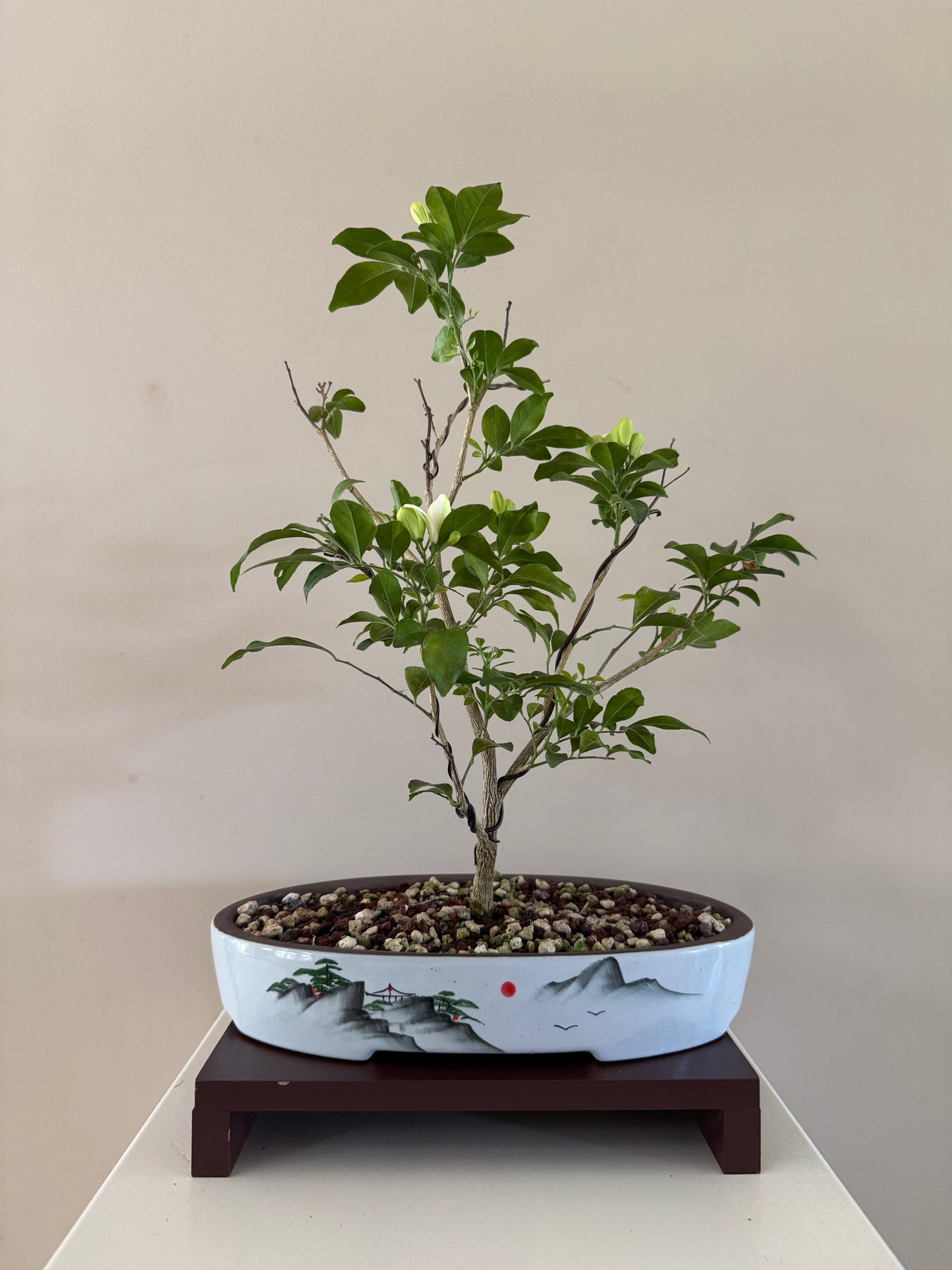 Murraya Paniculata Orange Jasmine Bonsai