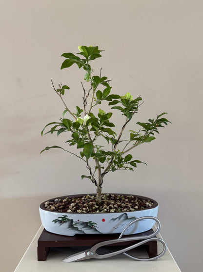 Murraya Paniculata Orange Jasmine Bonsai