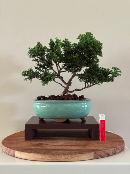 Chamaecyparis Obtusa Nana 3 Bonsai