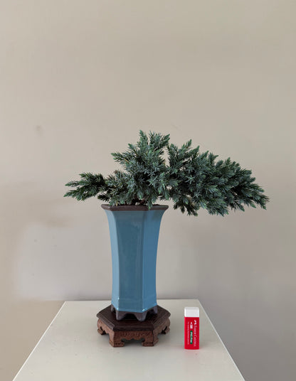Juniperus Blue Star Bonsai