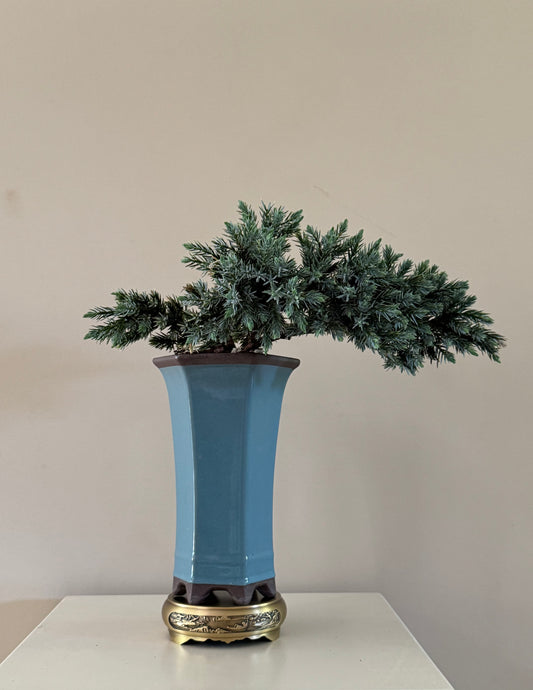 Juniperus Blue Star Bonsai