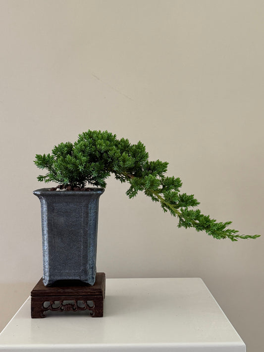 Juniperus Procumbens Nana Bonsai