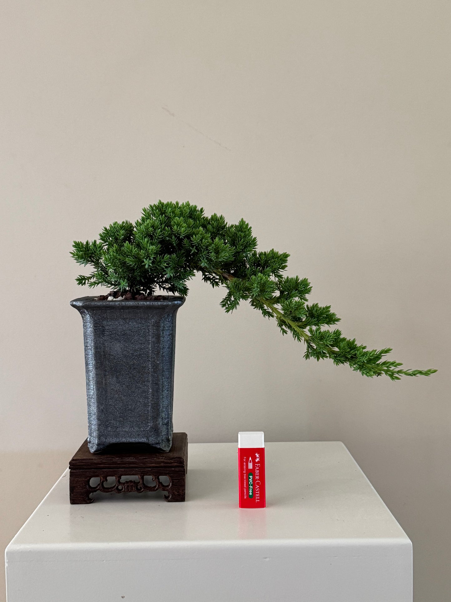 Juniperus Procumbens Nana Bonsai