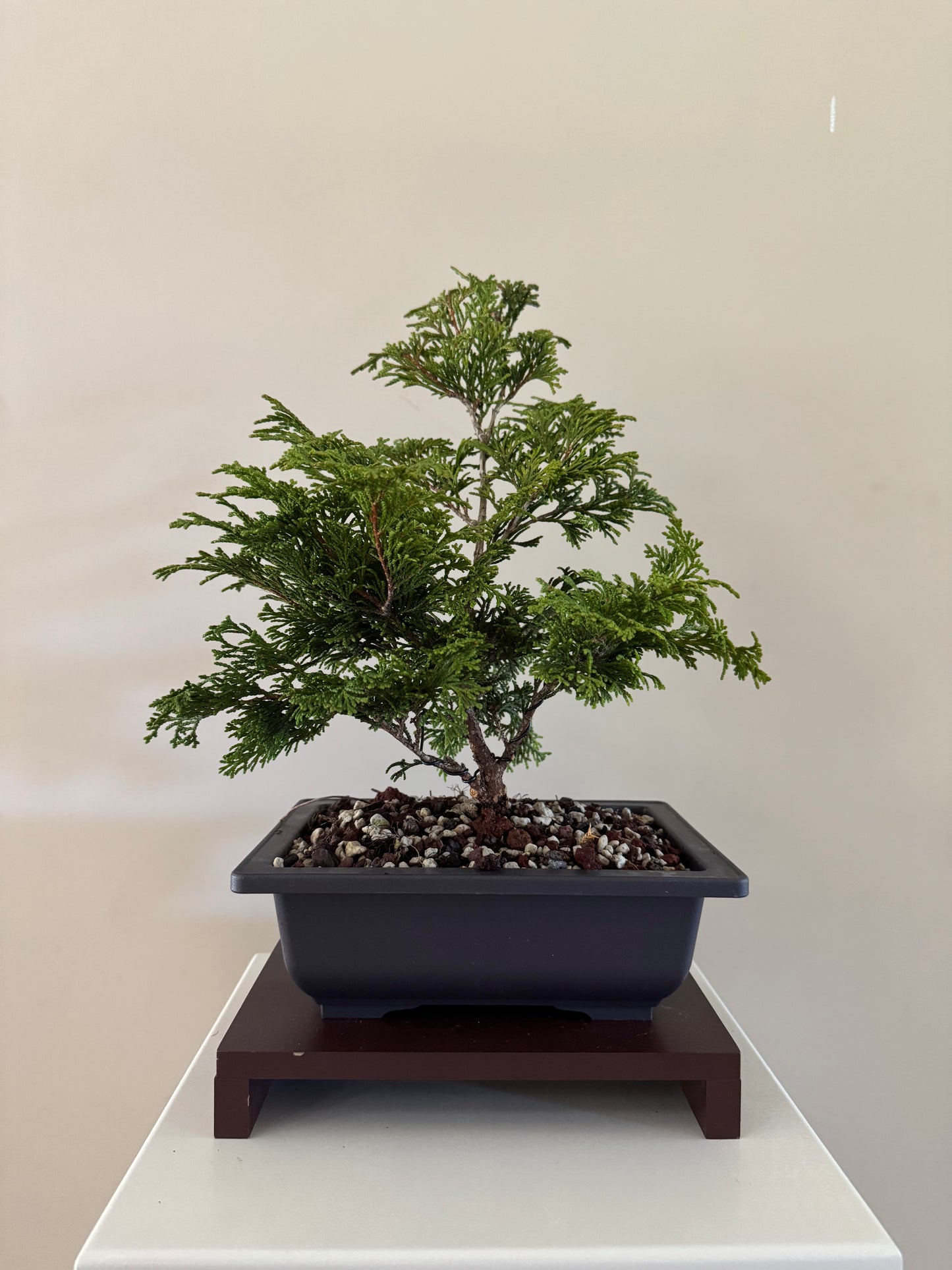 Chymaecyparis Obtusa Pygmea 3