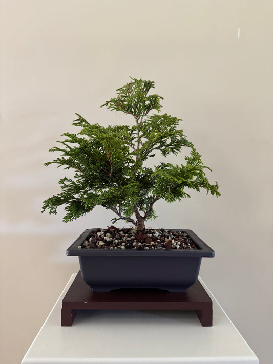 Chymaecyparis Obtusa Pygmea 3