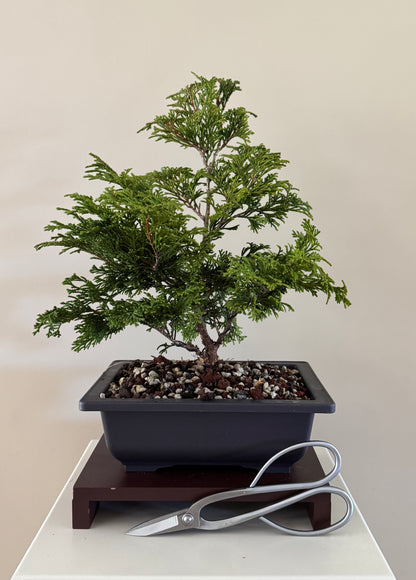 Chymaecyparis Obtusa Pygmea 3